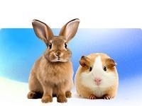 small-animals-sparklet_0b47541d-025f-401c-9ec7-f8fbe4f5abaa_220x