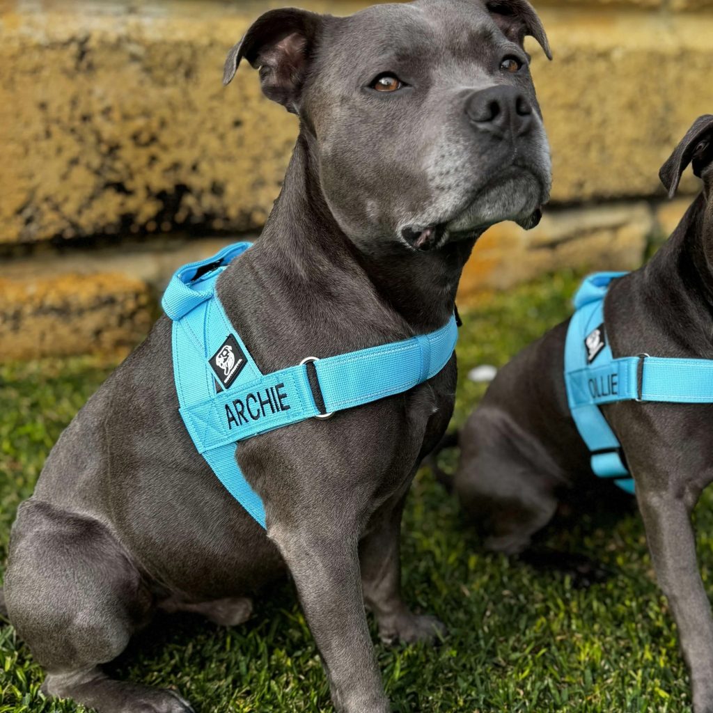 Happy Staffy Co Review: Top Gear for Staffies | Prodynest